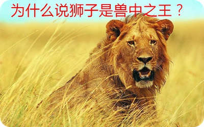 为甚么说狮子是兽中之王