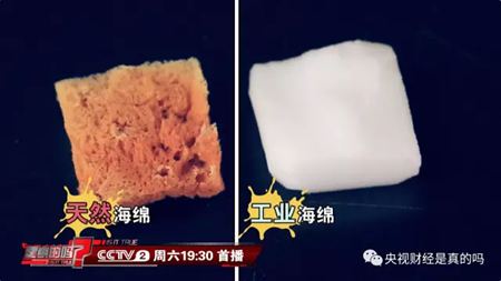 为甚么说海绵是植物？