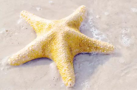 为甚么海星是奇奥的植物呢？