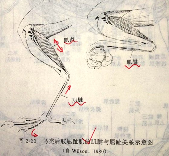 为甚么鸟睡觉的时辰常常眨眼？