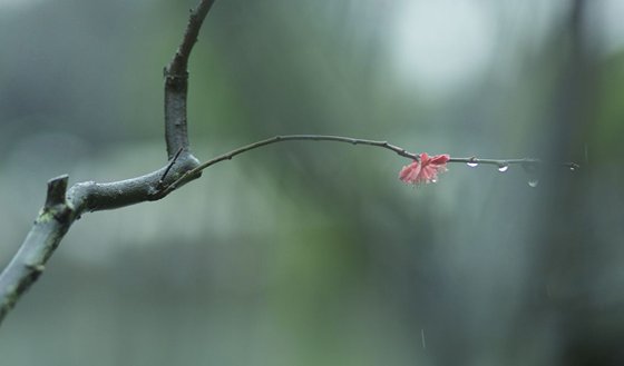 为甚么说春雨贵如油,春雨贵如油是甚么意义