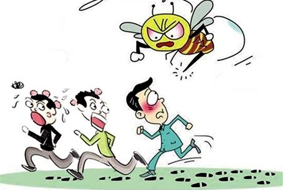 为甚么蜜蜂蛰过人后会死