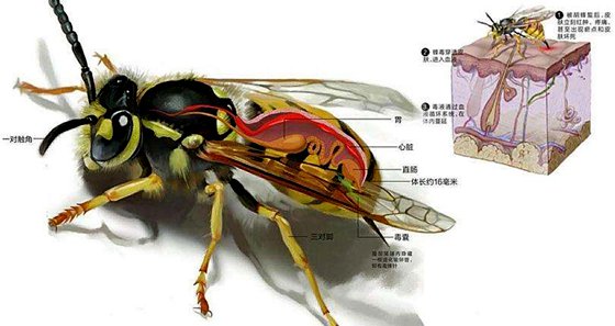 为甚么蜜蜂蛰过人后会死