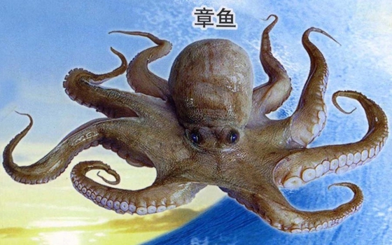 章鱼真的不身子吗,章鱼的身材布局