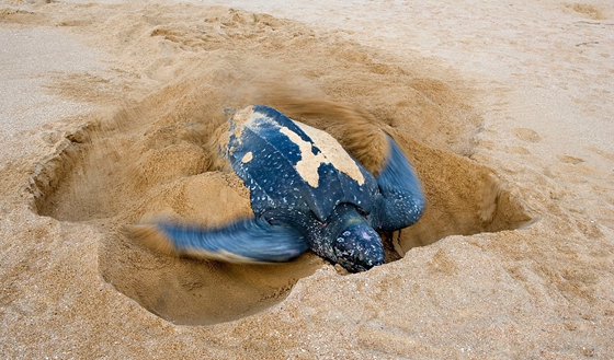 海龟为甚么要自埋