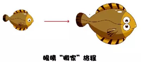 为甚么比目鱼的眼睛长在统一侧