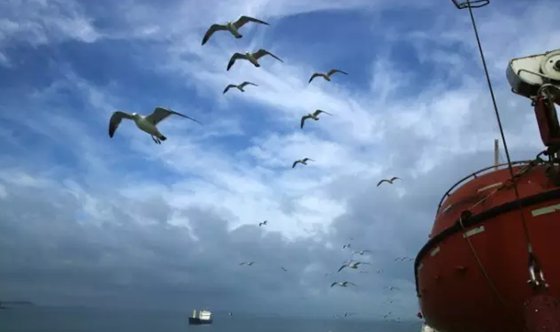 海鸥为甚么要随着汽船飞,海鸥追汽船的缘由