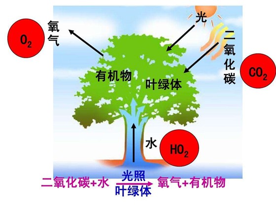 为甚么动物须要氛围,动物离不开氛围的缘由