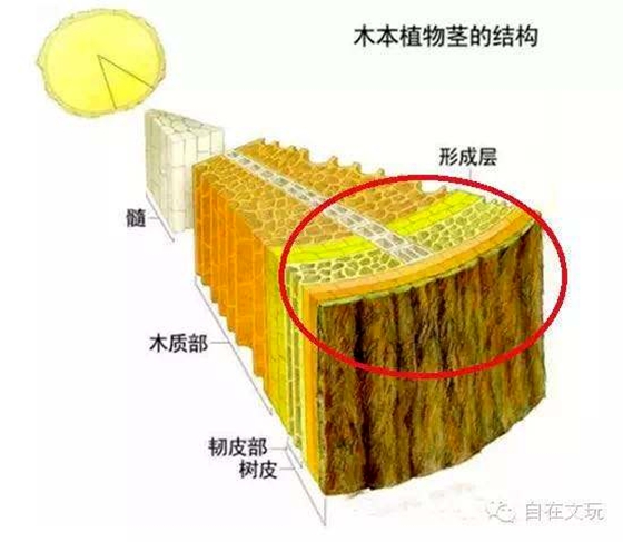为甚么竹子长不粗,竹子只长高不长粗的缘由