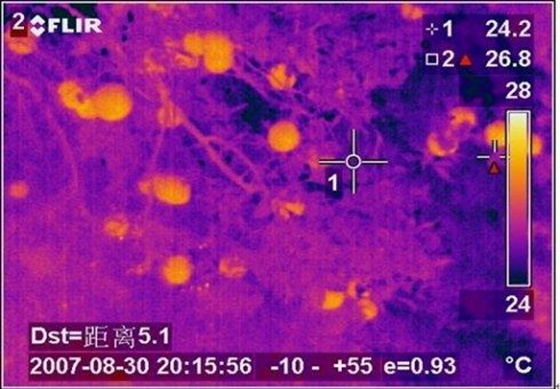 为甚么动物也会伤风发热,动物体温变更的缘由