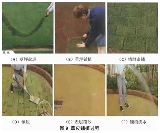 草坪的感化有哪些,莳植草坪的益处是甚么