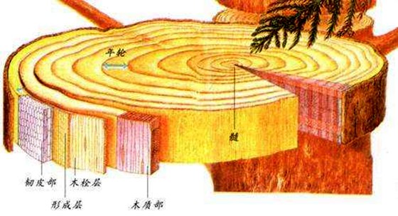 若何晓得树的春秋,大树年轮的奥秘