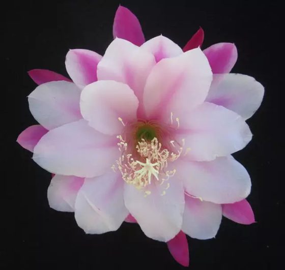 昙花为甚么在早晨开,好景不常是为甚么