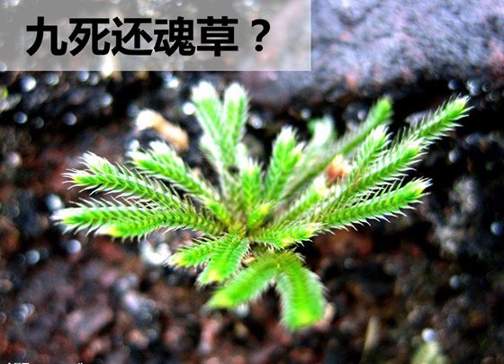 卷柏为甚么有九死还魂的身手