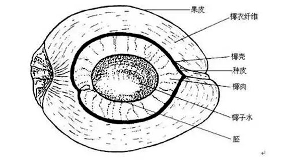 为甚么椰子树发展在海边,椰子树长在海边的缘由