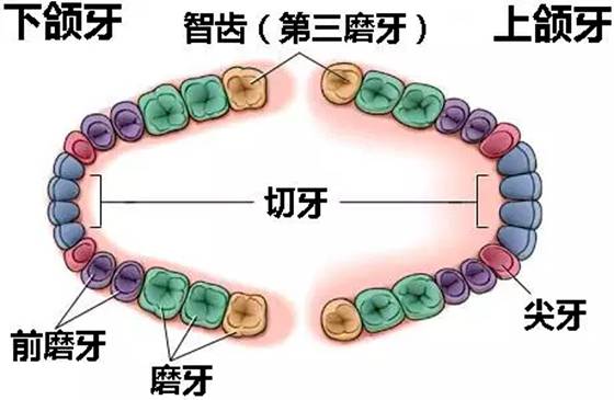 报酬甚么会长智齿,智齿必然要拔吗