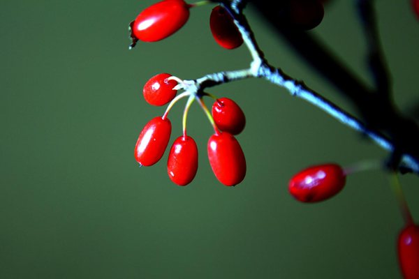 茱萸怎样读,茱萸是甚么意义,茱萸太重的人的特色