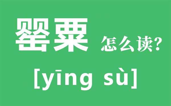 罂粟怎样读拼音是甚么,罂粟是甚么,罂粟长甚么样
