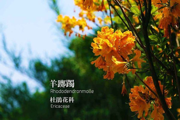 踯躅怎样读拼音是甚么,踯躅是甚么意义,踯躅近义词,踯躅反义词