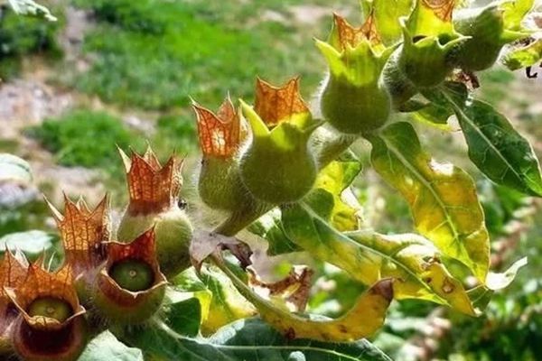 莨菪怎样读,莨菪是甚么,莨菪的功能与感化