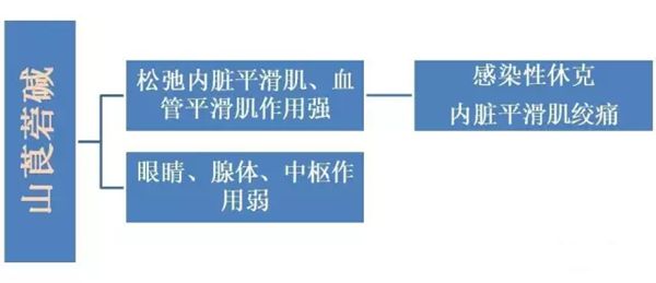 山莨菪碱的功能与感化