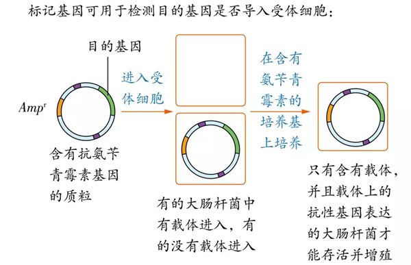 为甚么基因工程也叫遗传工程,甚么是基因工程