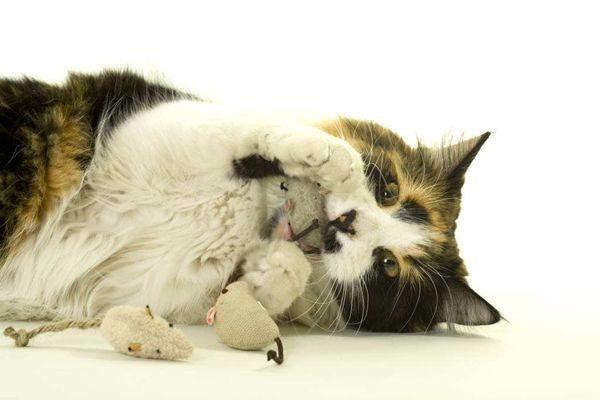 猫为甚么要吃老鼠,猫吃老鼠的由来