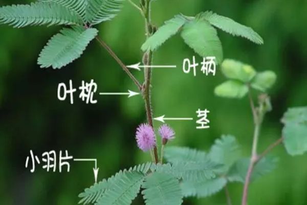 害臊草为甚么会动,害臊草为甚么会害臊