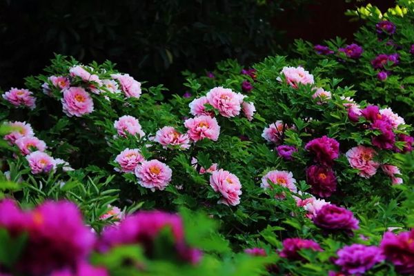 为甚么牡丹花是国花,中国的国花为甚么是牡丹