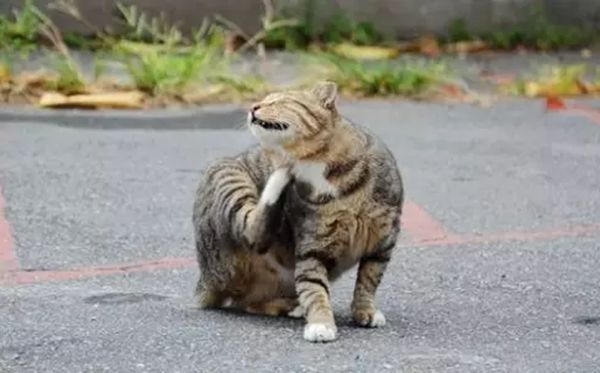 为甚么猫喜好吃鱼,猫爱吃鱼是甚么缘由