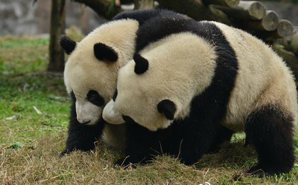 大熊猫为甚么被视为中国的国宝