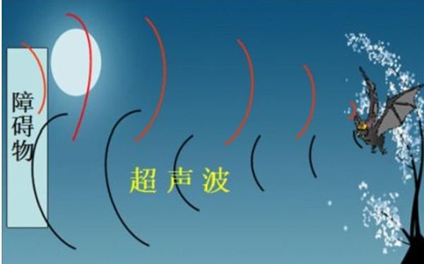 蝠靠的是一个属于雷达体系飞翔的