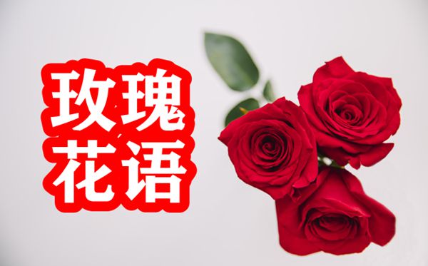玫瑰的花语是甚么,玫瑰花的花语大全