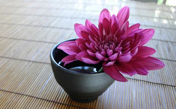 菊花的花语是甚么,菊花的花语大全