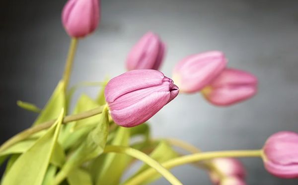 郁金香的花语是甚么,郁金香花语大全