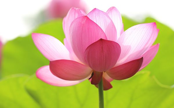 莲花的花语是甚么,莲花花语大全