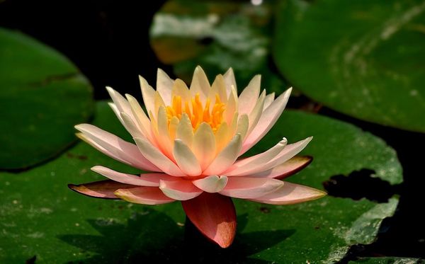 莲花的花语是甚么,莲花花语大全