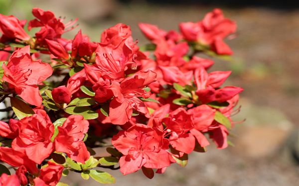 杜鹃花的花语是甚么,杜鹃花花语大全