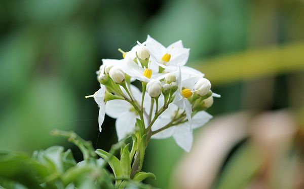茉莉花的花语是甚么,茉莉花花语大全