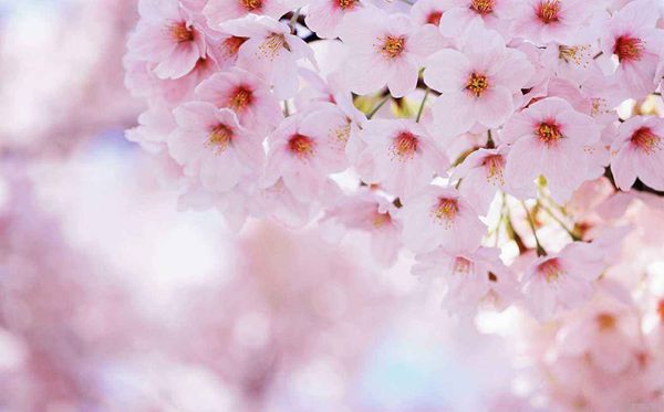 泰西樱花