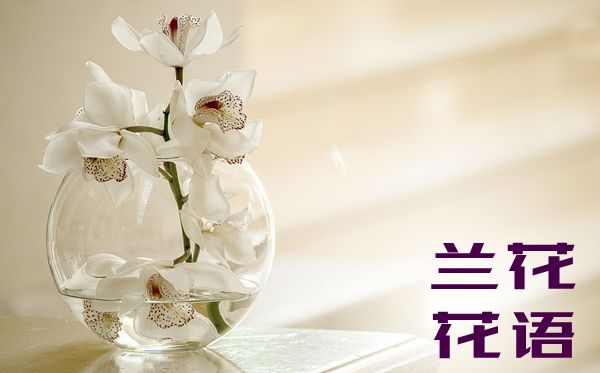 兰花的花语是甚么,兰花花语大全