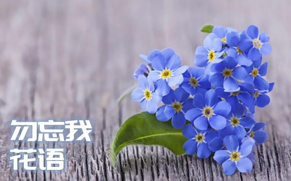 勿无私的花语是甚么,勿无私的花语大全