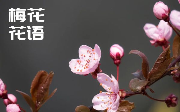 梅花的花语是甚么,梅花花语大全