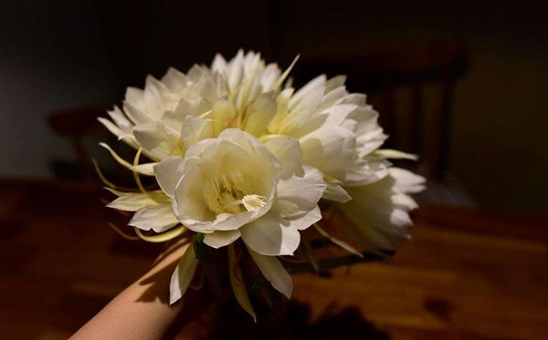 昙花的花语是甚么,昙花花语大全