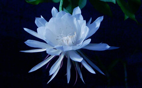 昙花的花语是甚么,昙花花语大全