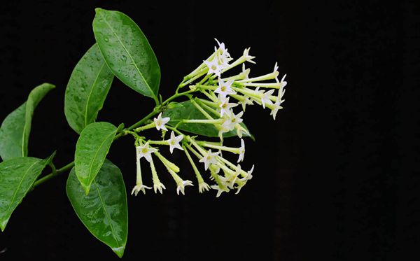 夜来香的花语是甚么,夜来毒草语大全