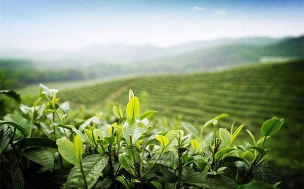 茶树为甚么生南不生北,天下茶叶产区散布图一览
