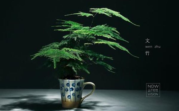 为甚么家里不能养文竹,家里养文竹有甚么益处
