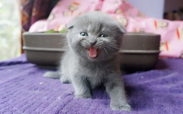 折耳猫为甚么不能养,不能养折耳猫是怎样回事