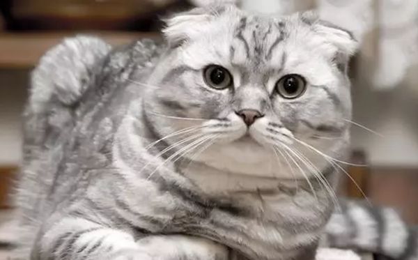 折耳猫为甚么不能养,不能养折耳猫是怎样回事